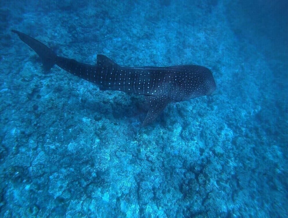 Mala Maldives Dhangethi - View 44