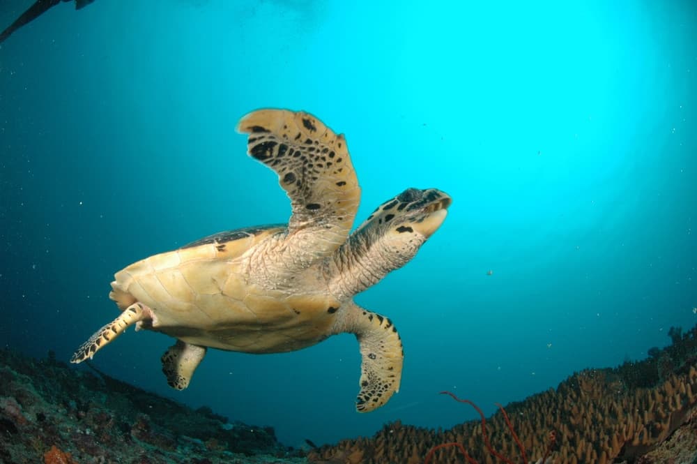 Annama Lodge And Dive - View 27