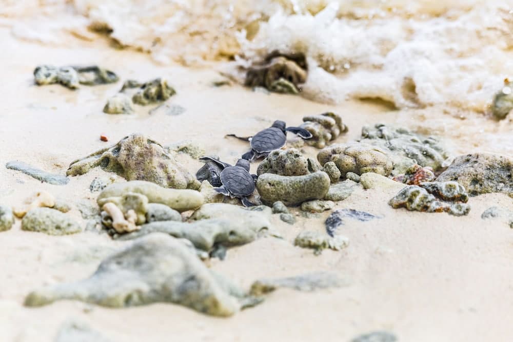 Soneva Jani - View 239