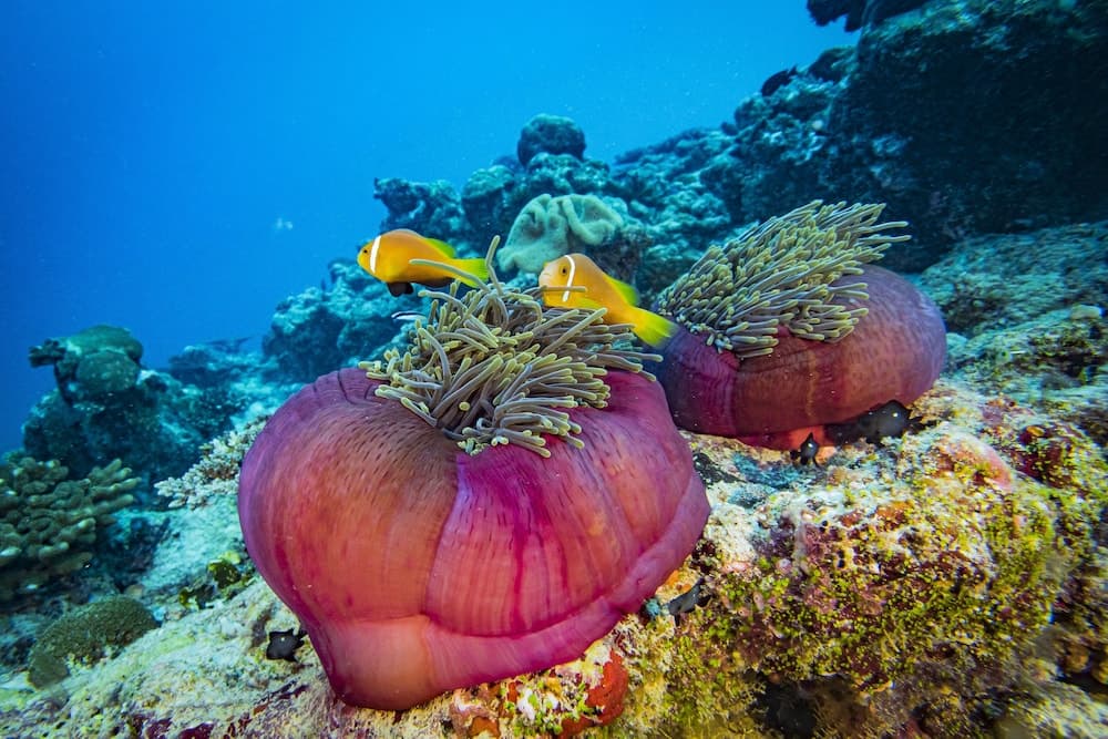 Kuredhivaru Resort & Spa Maldives - View 96