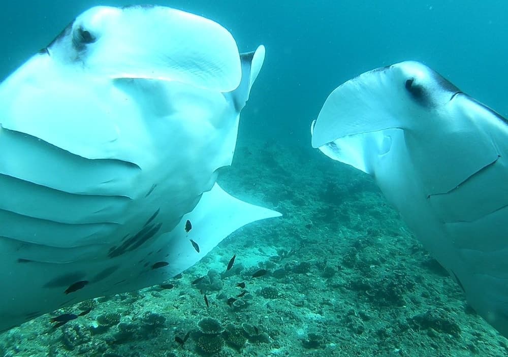 Omadhoo Inn - View 59