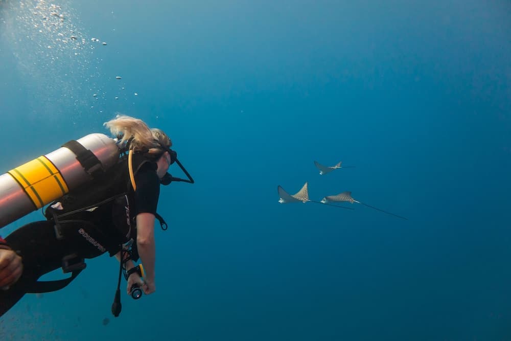 Kuredhivaru Resort & Spa Maldives - View 100