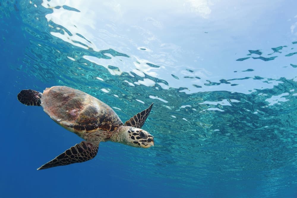 Six Senses Kanuhura - View 93