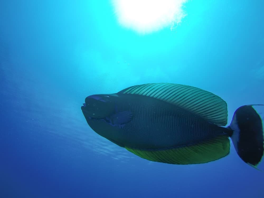 Rasdhoo Dive Lodge - View 4