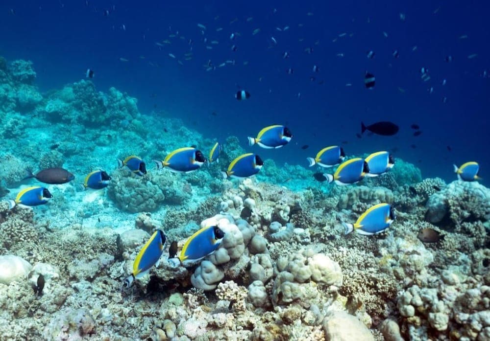 Ocean Village Maldives - View 29