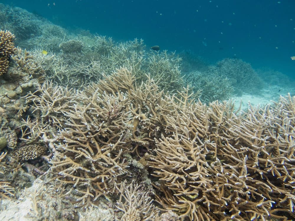 Dhawa Ihuru, part of Banyan Group - View 68