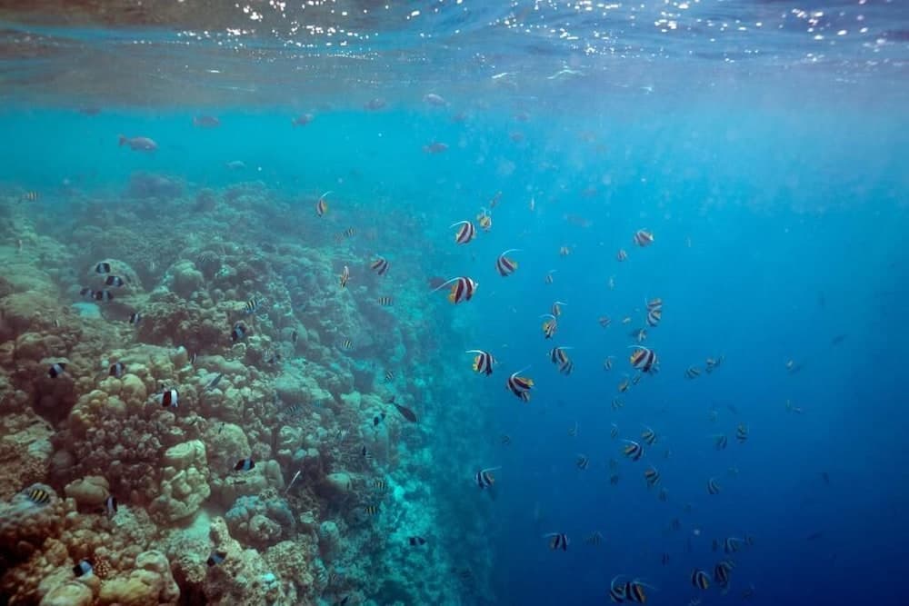 Ocean Village Maldives - View 40