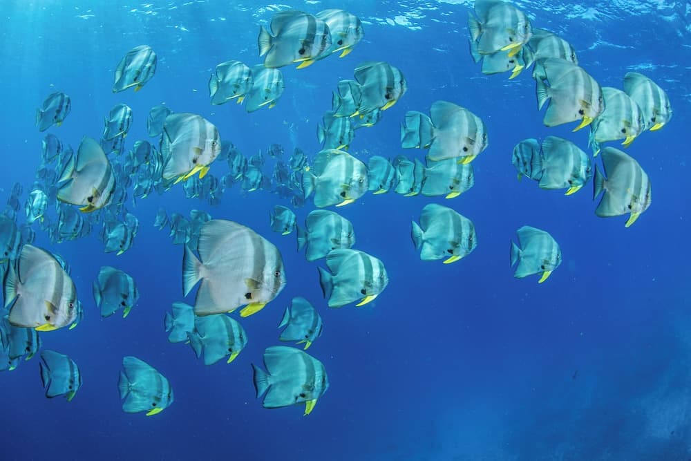 Eriyadu Island Resort - View 34