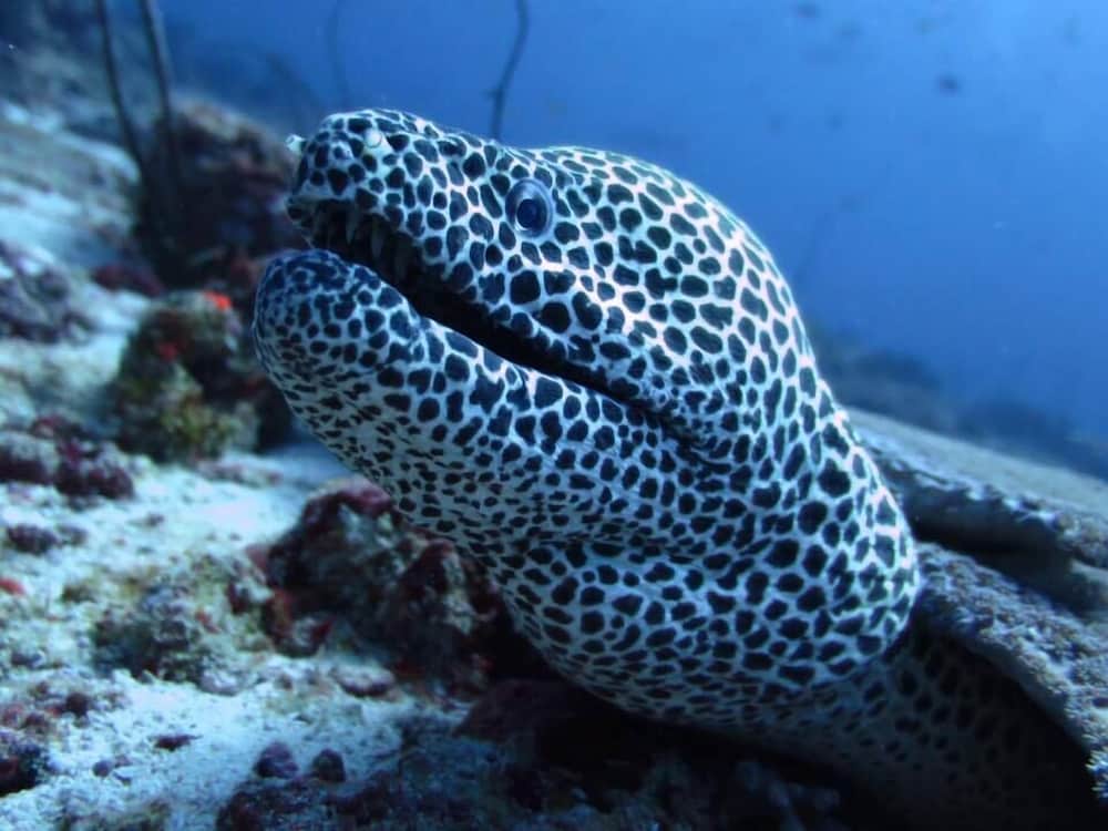 Rasdhoo Holiday Home - View 67