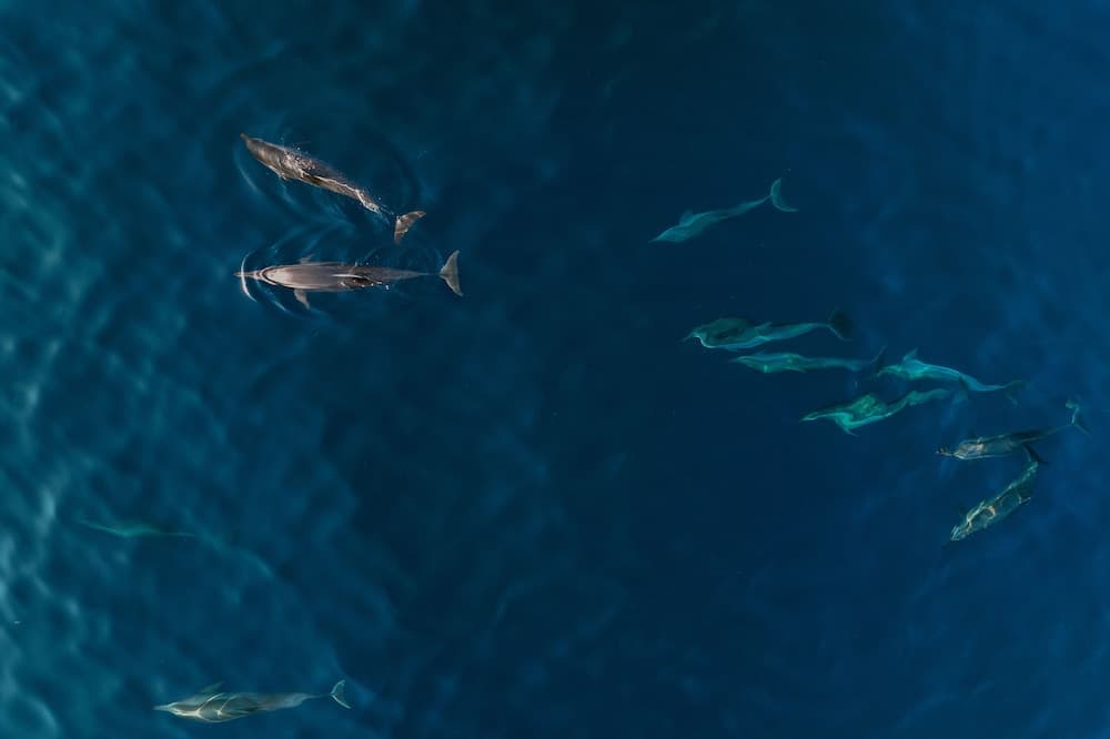 Avani+ Fares Maldives Resort - View 74