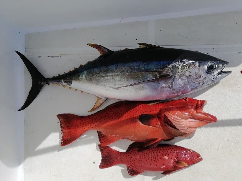 Yacht Fascination Maldives - View 21