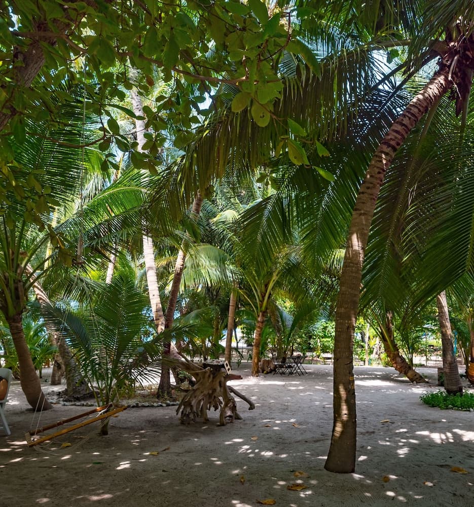 LVIS blancura - View 19