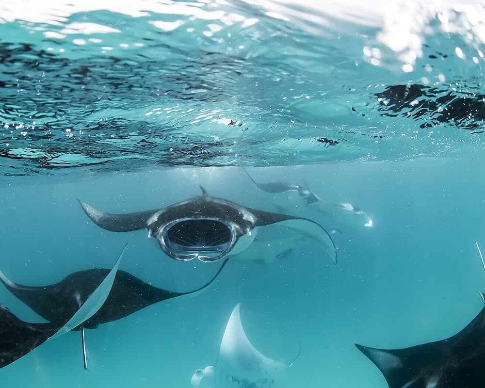 Four Seasons Maldives at Landaa Giraavaru - View 16