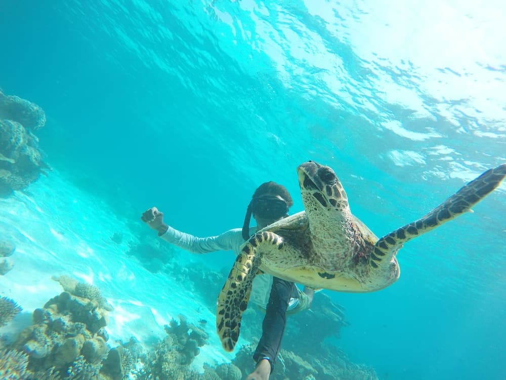 Lily Rest Maldives - View 16