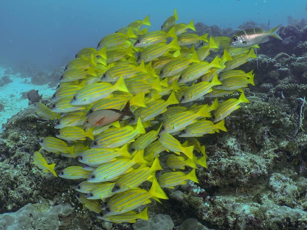 Velana Beach Hotel Maldives - View 27