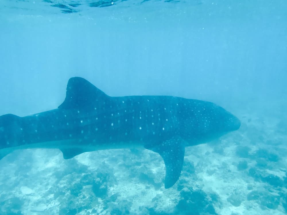 Noovilu Suites Maldives - View 25