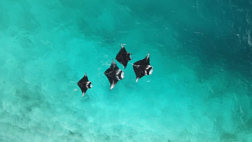 Thundi village and spa - View 22