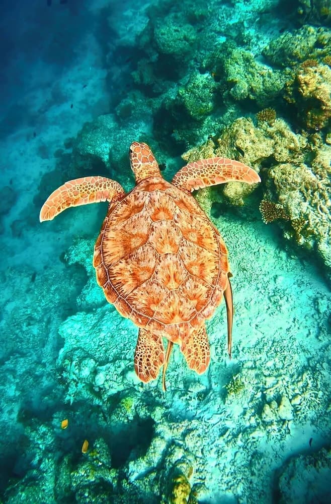 Avyanna Gulhi Beach - View 67