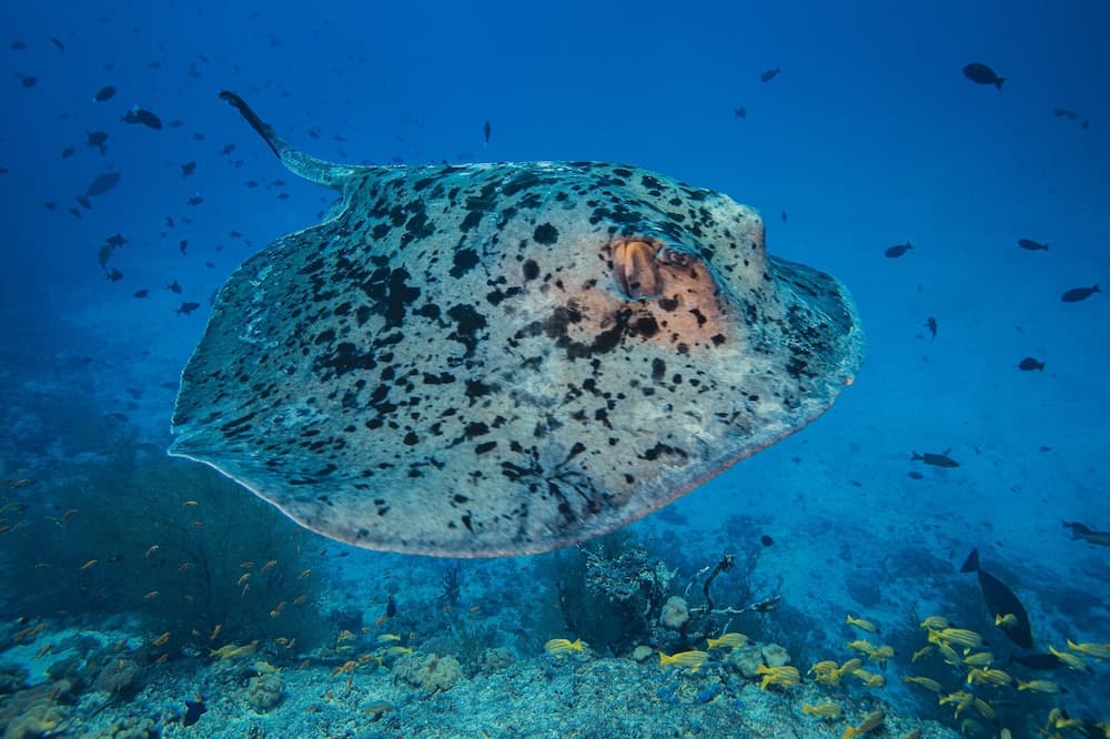 Kuredhivaru Resort & Spa Maldives - View 94