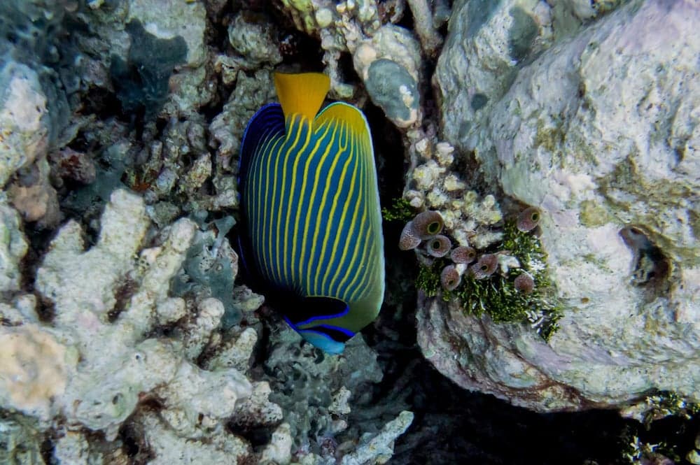 Detour Beach View - View 43