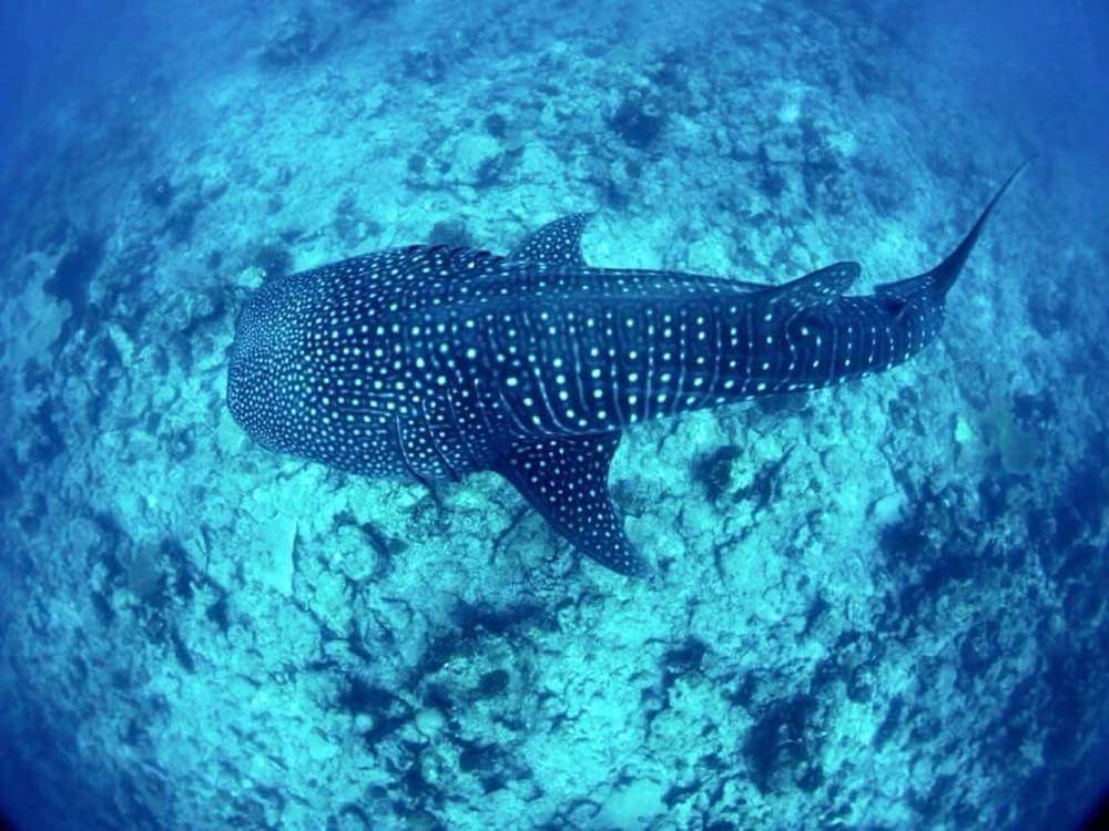 Mala Maldives Dhangethi - View 27