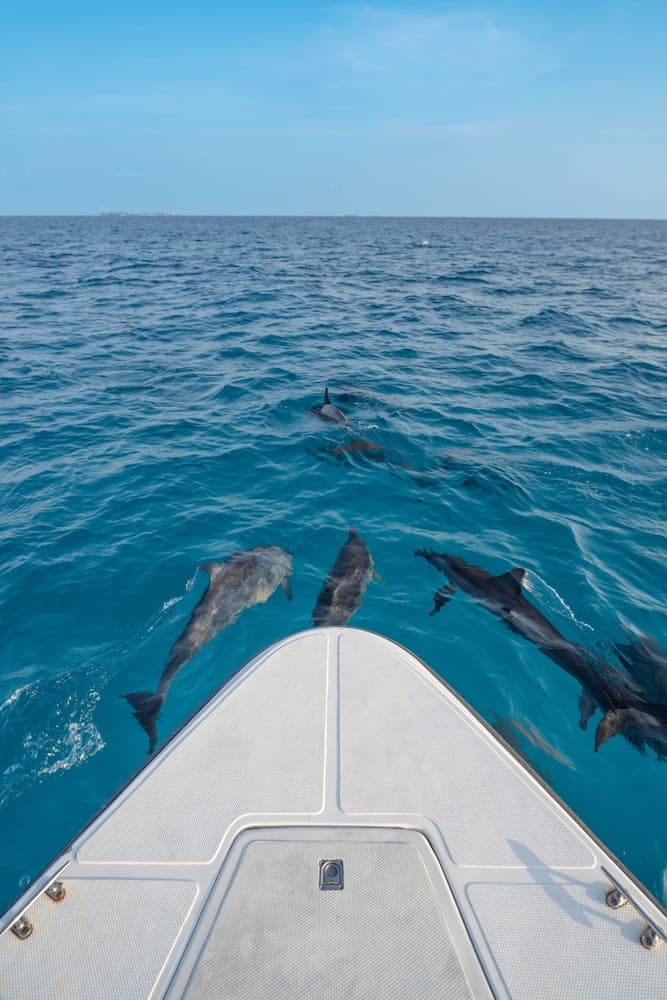 Niru Isle Maldives - View 15