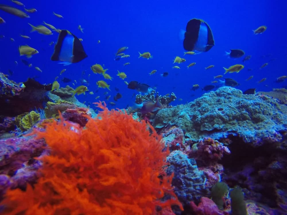 Lilac Stay - View 20