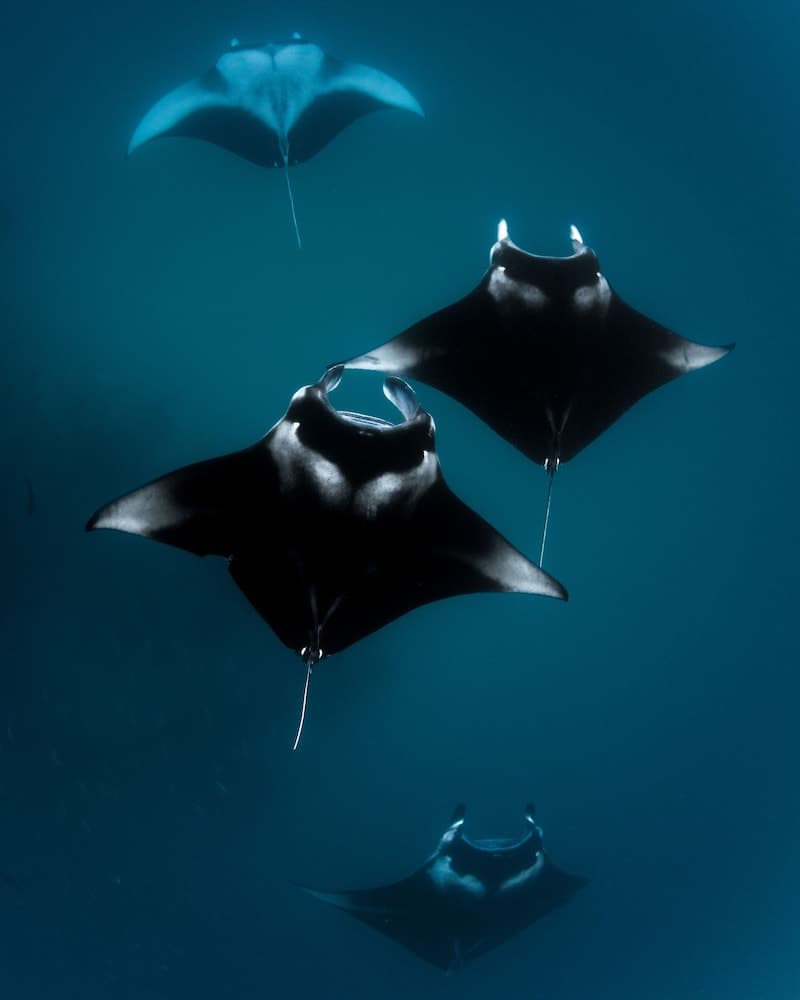 Finolhu, A Seaside Collection Resort, a Member of Design Hotels - View 80