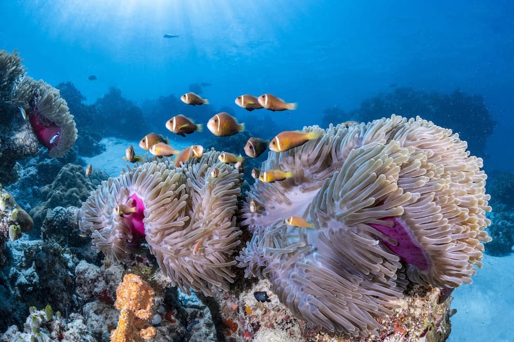 COMO Maalifushi - View 42