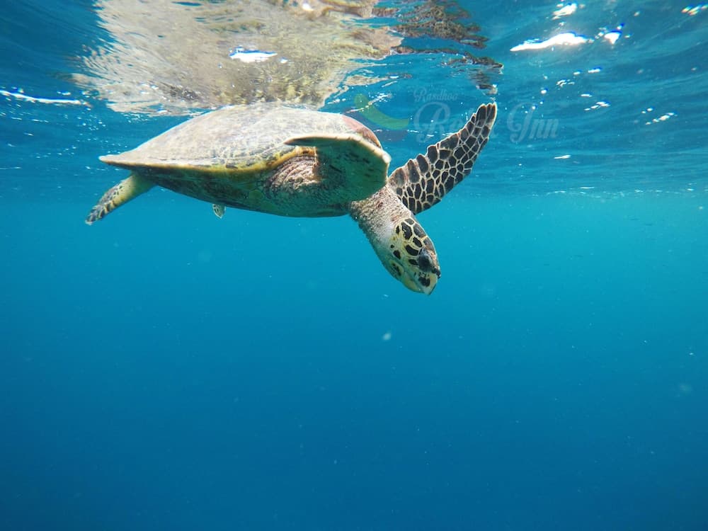 Rasdhoo Relax Inn - View 37