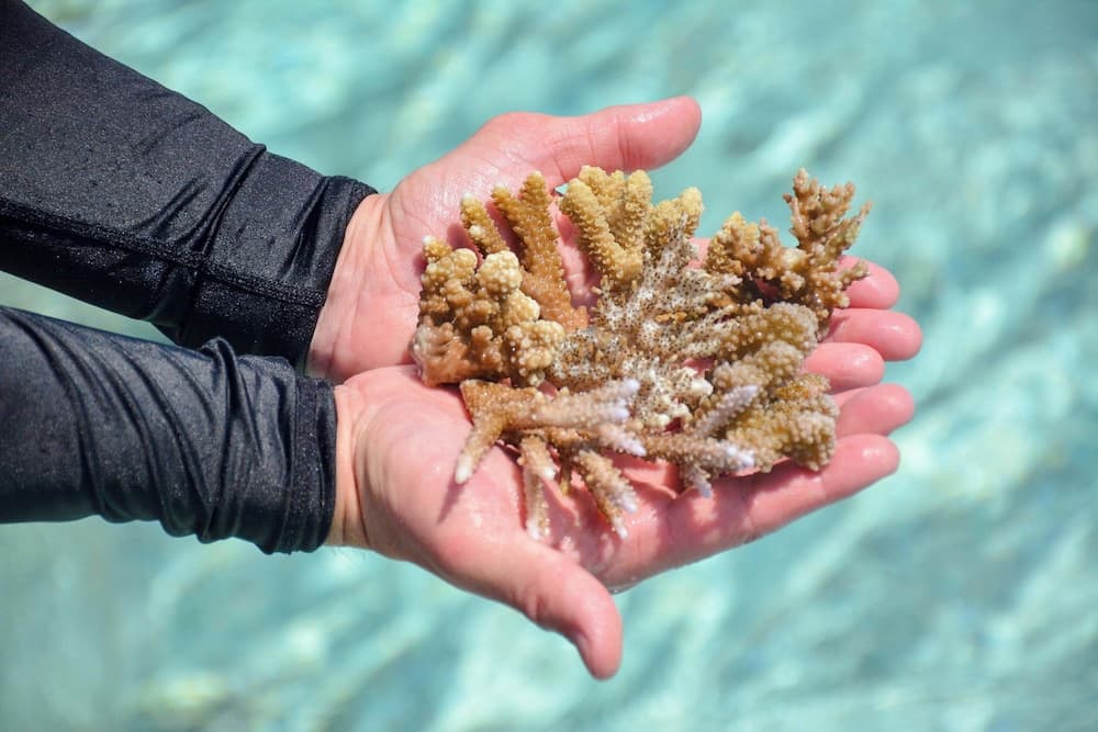 Sheraton Maldives Full Moon Resort & Spa - View 156