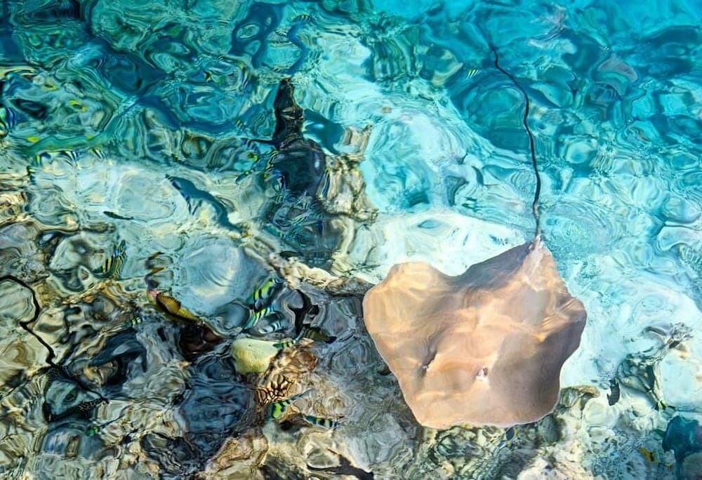 Ocean Village Maldives - View 7