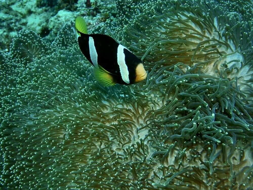 Nika Island Resort & Spa - View 63