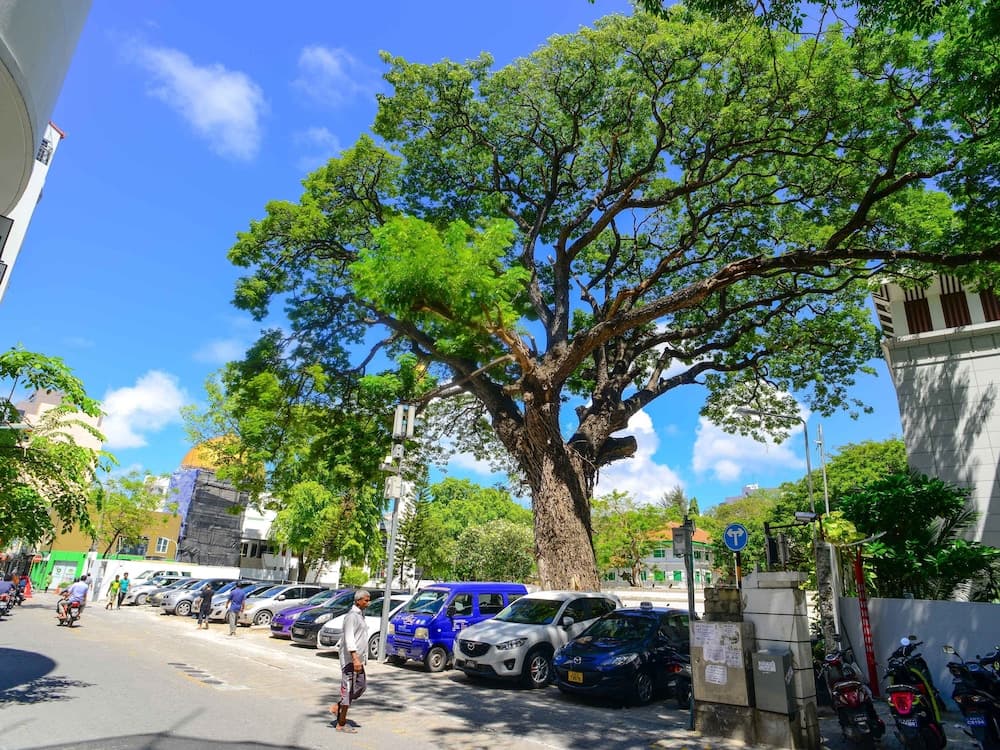 Noomoo Hulhumale - View 21