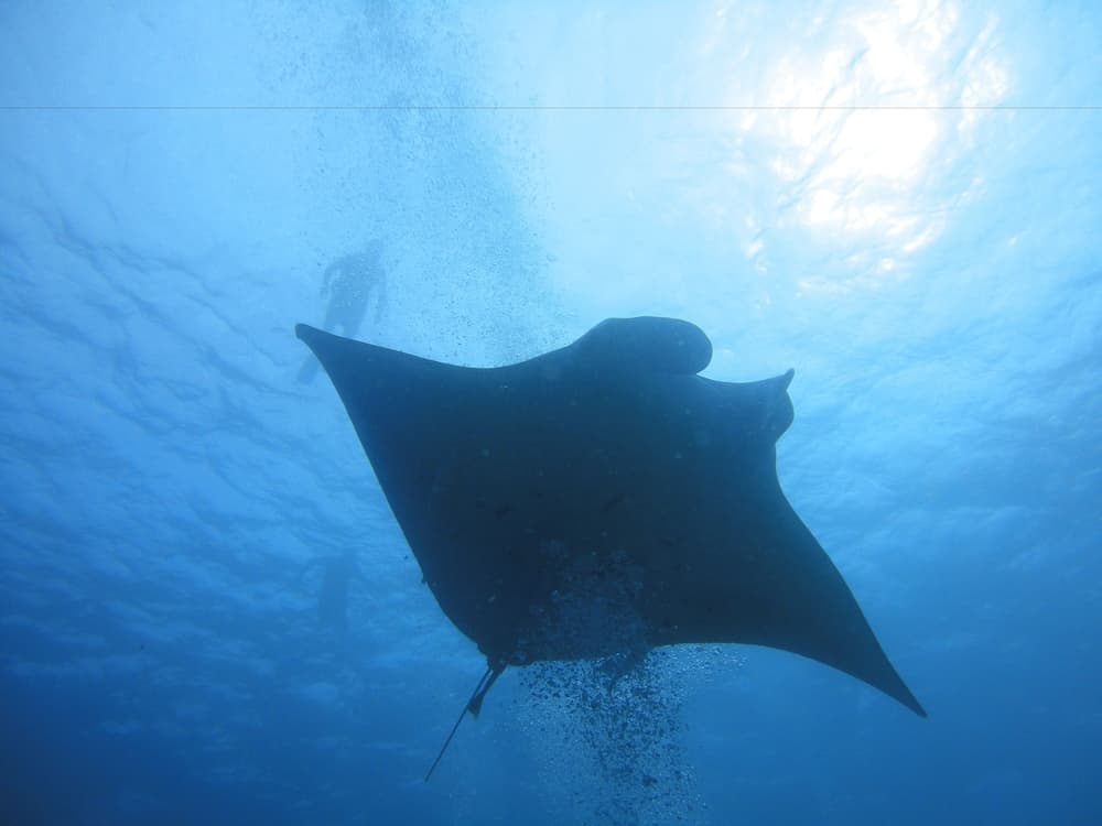 Smera Grand - View 26