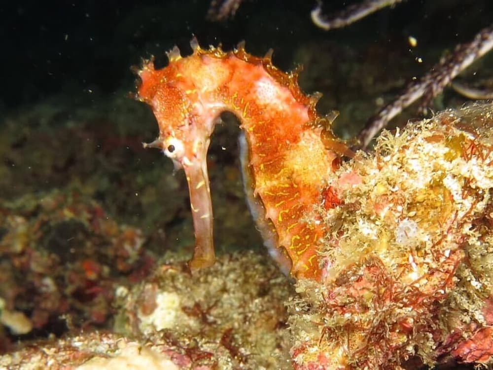 Rasdhoo Holiday Home - View 68