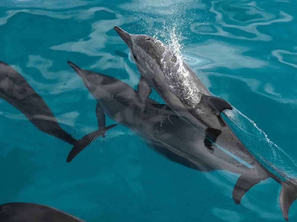 NH Collection Maldives Reethi Resort - View 27