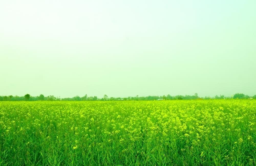 JOALI BEING - View 80