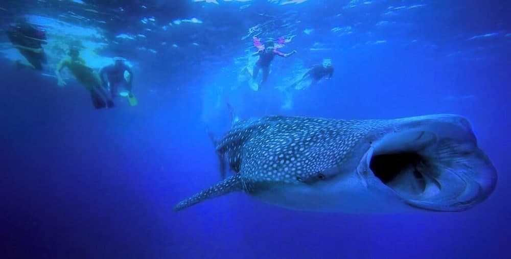 Liberty Guest House Maldives - View 16