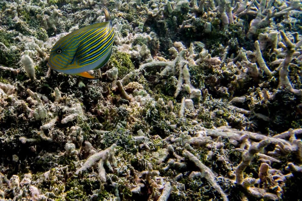 Detour Beach View - View 37