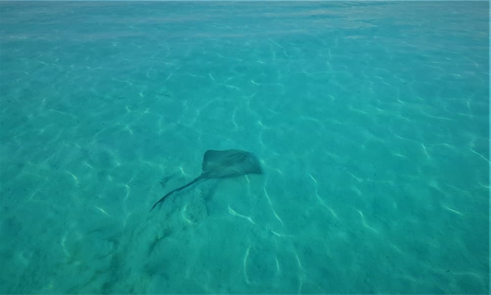 Explore Island Inn - View 17