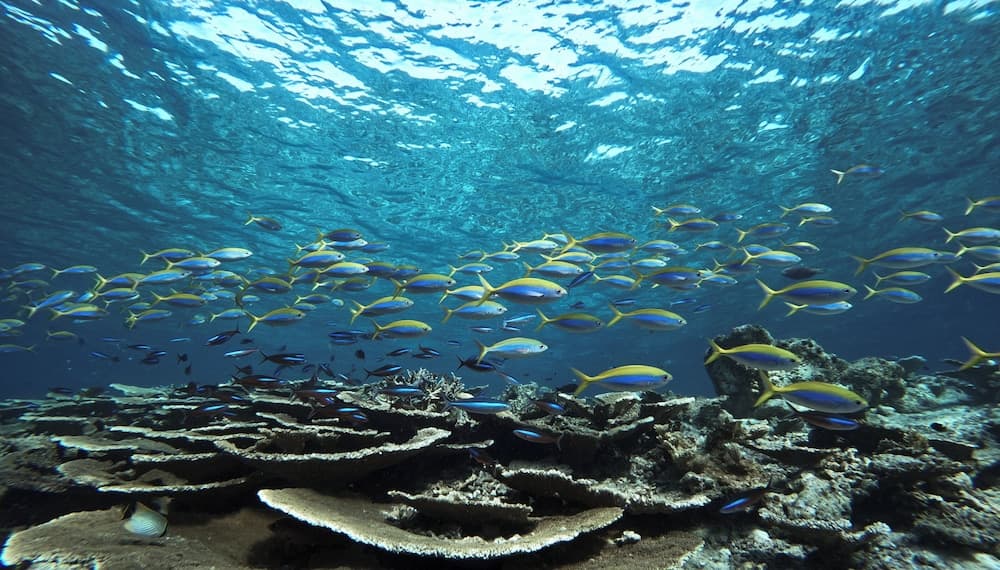 Bandos Maldives - View 90