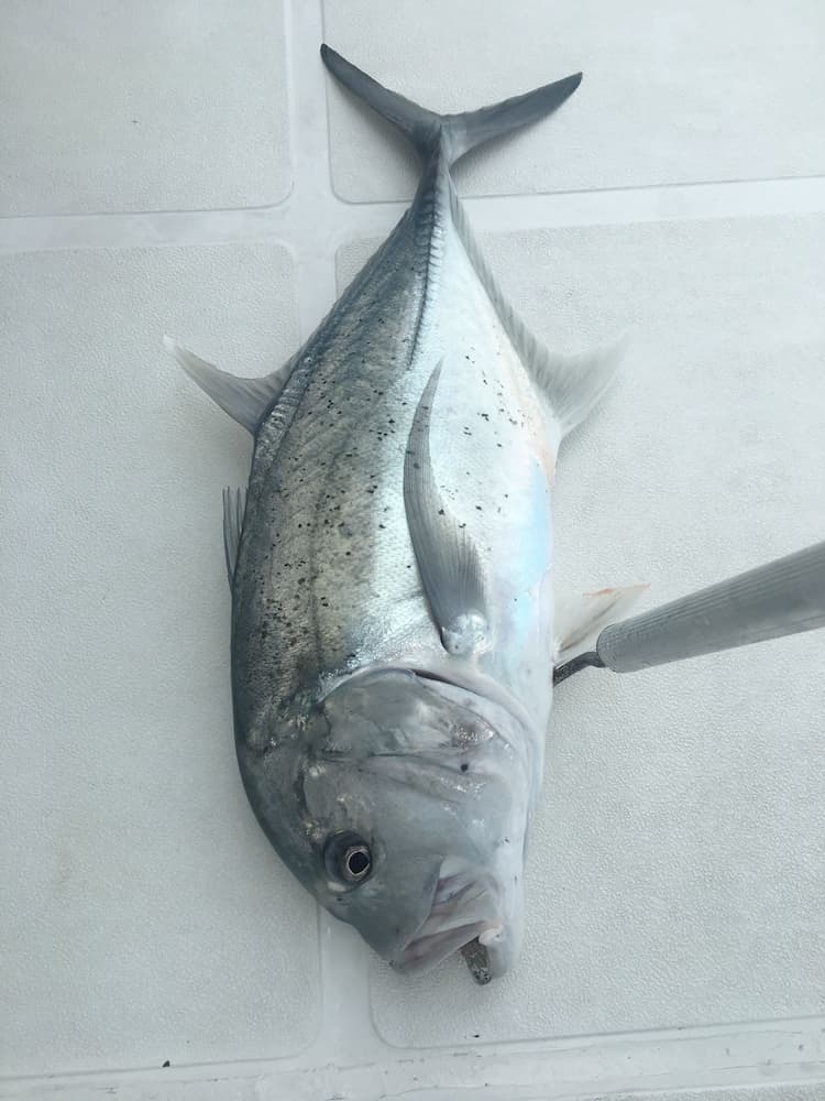 Yacht Fascination Maldives - View 30