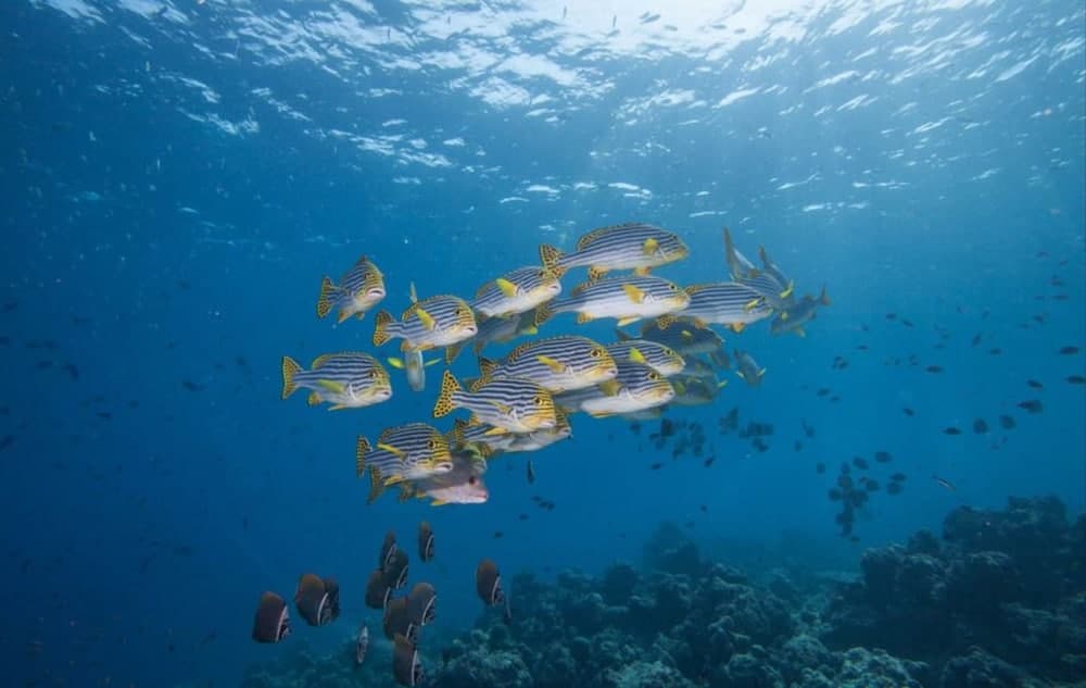 Hurawalhi Island Resort - View 28