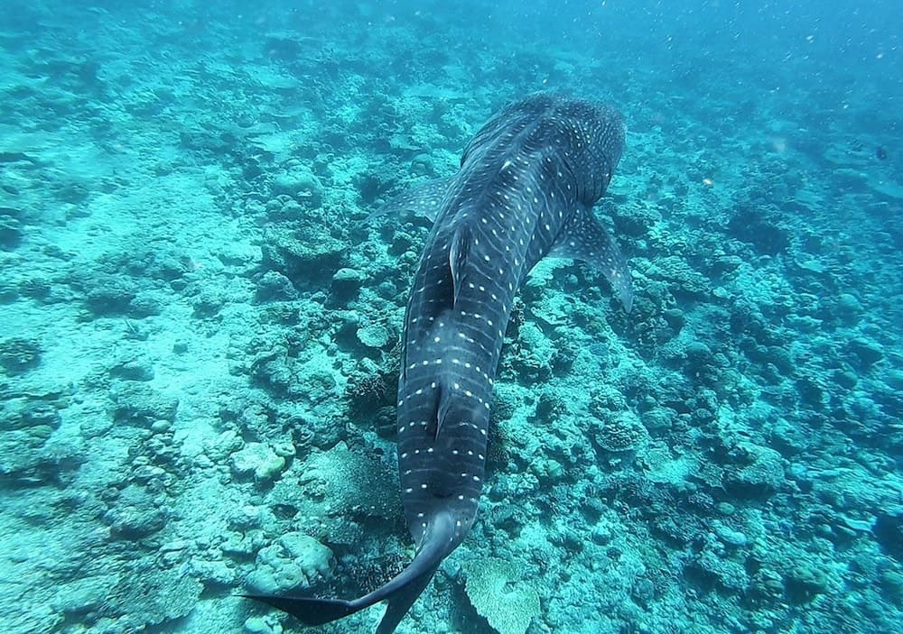 Omadhoo Inn - View 36