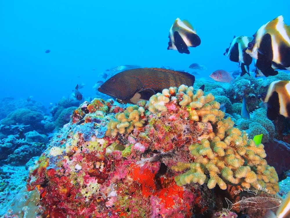 White Sand Dhigurah - View 49