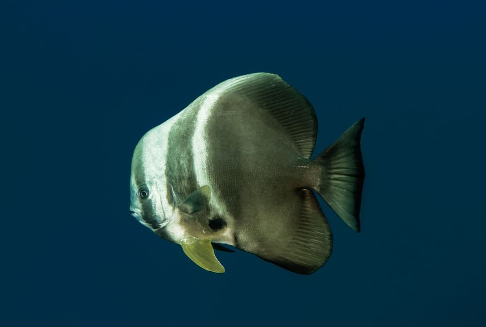 Global Residence - View 45