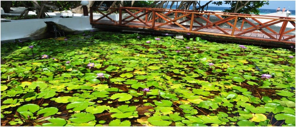 Angaga Island Resort & Spa - View 114