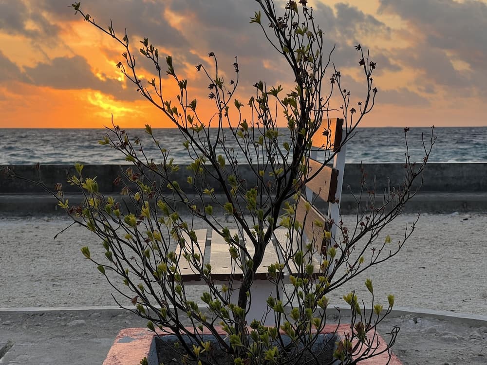 Island Guest - View 59