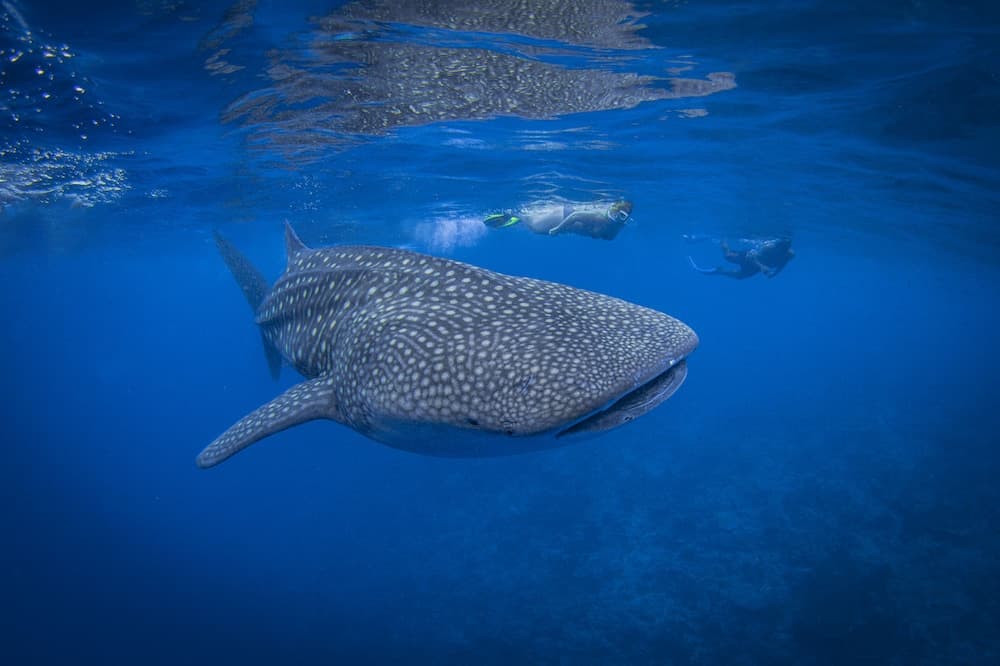 Kuredhivaru Resort & Spa Maldives - View 95